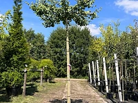 5x japanse notenboom, ginkgo biloba, dakboom, gele herfstkleur, ca. 220 cm stamhoogte - afbeelding 4 van  5