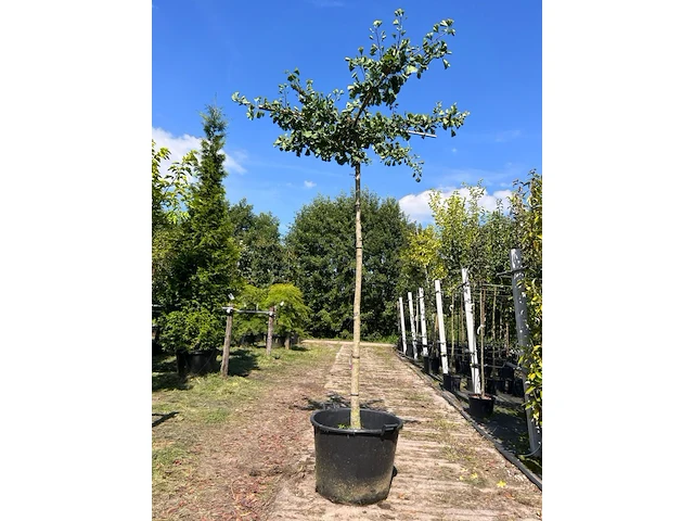 5x japanse notenboom, ginkgo biloba, dakboom, gele herfstkleur, ca. 220 cm stamhoogte - afbeelding 5 van  5