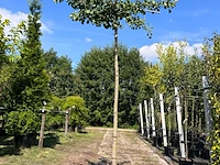 5x japanse notenboom, ginkgo biloba, dakboom, gele herfstkleur, ca. 220 cm stamhoogte - afbeelding 5 van  5