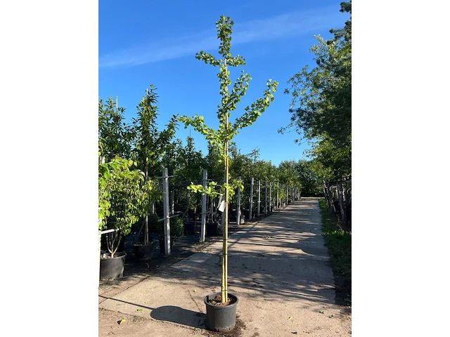 5x japanse notenboom, ginkgo biloba, loofboom, gele herfstkleur, ca. 3-3.5 m hoog - afbeelding 1 van  2