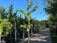 5x japanse notenboom, ginkgo biloba, loofboom, gele herfstkleur, ca. 3-3.5 m hoog
