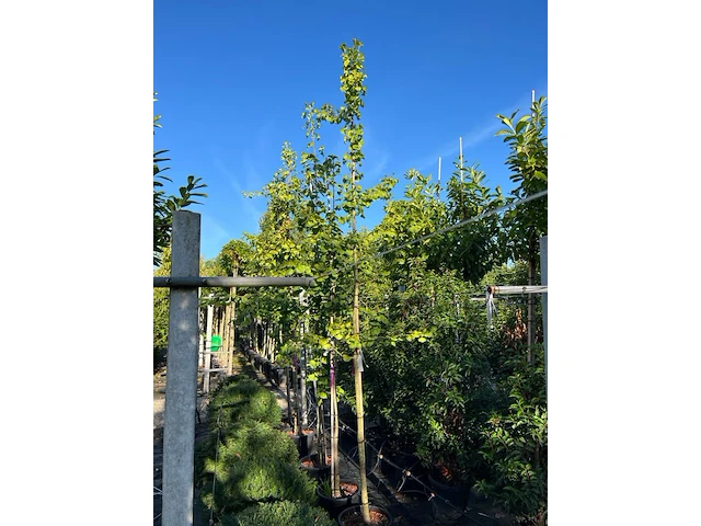 5x japanse notenboom, ginkgo biloba, loofboom, gele herfstkleur, ca. 3-3.5 m hoog - afbeelding 2 van  2