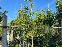 5x japanse notenboom, ginkgo biloba, loofboom, gele herfstkleur, ca. 3-3.5 m hoog - afbeelding 2 van  2