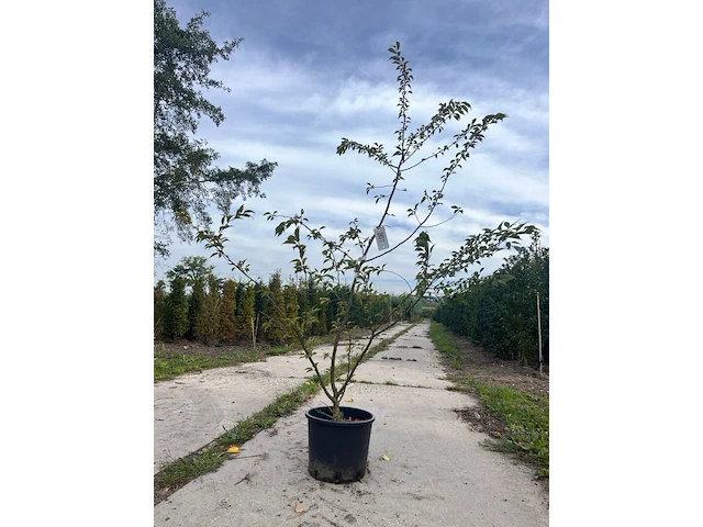 5x japanse sierkers, prunus 'autumnalis rosea', meerstammig, zachtroze bloei, ca. 150-175 cm hoog - afbeelding 1 van  3