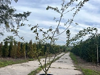 5x japanse sierkers, prunus 'autumnalis rosea', meerstammig, zachtroze bloei, ca. 150-175 cm hoog