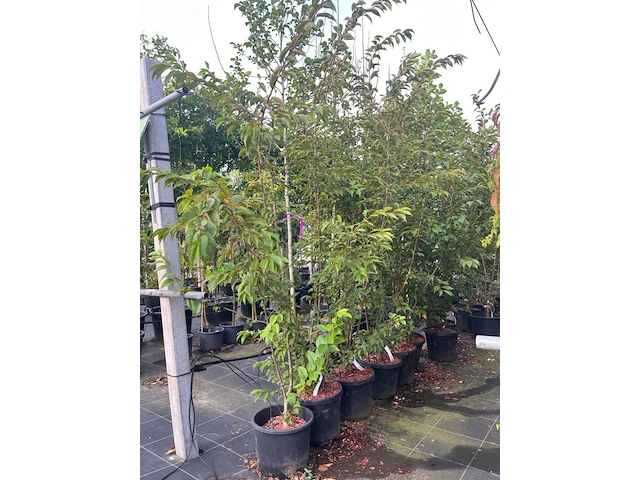 5x japanse sierkers, prunus 'autumnalis rosea', meerstammig, zachtroze bloei, ca. 150-175 cm hoog - afbeelding 2 van  3
