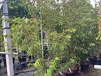 5x japanse sierkers, prunus 'autumnalis rosea', meerstammig, zachtroze bloei, ca. 150-175 cm hoog - afbeelding 2 van  3