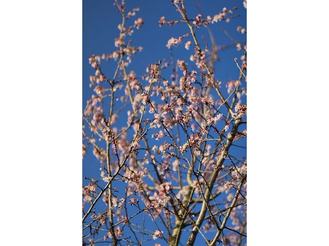 5x japanse sierkers, prunus 'autumnalis rosea', meerstammig, zachtroze bloei, ca. 150-175 cm hoog - afbeelding 3 van  3