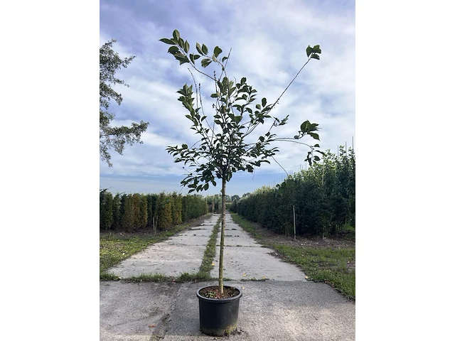 5x kersenboom, prunus 'kelleris 16', fruitboom, ca. 2-2.5 m hoog - afbeelding 1 van  3