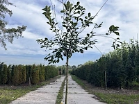 5x kersenboom, prunus 'kelleris 16', fruitboom, ca. 2-2.5 m hoog