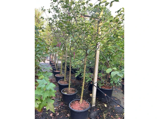 5x kersenboom, prunus 'kelleris 16', fruitboom, ca. 2-2.5 m hoog - afbeelding 2 van  3