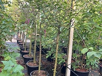5x kersenboom, prunus 'kelleris 16', fruitboom, ca. 2-2.5 m hoog - afbeelding 2 van  3
