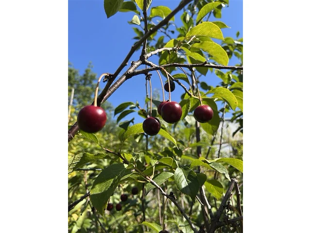 5x kersenboom, prunus 'kelleris 16', fruitboom, ca. 2-2.5 m hoog - afbeelding 3 van  3