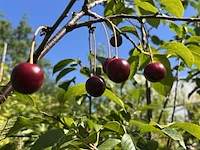 5x kersenboom, prunus 'kelleris 16', fruitboom, ca. 2-2.5 m hoog - afbeelding 3 van  3