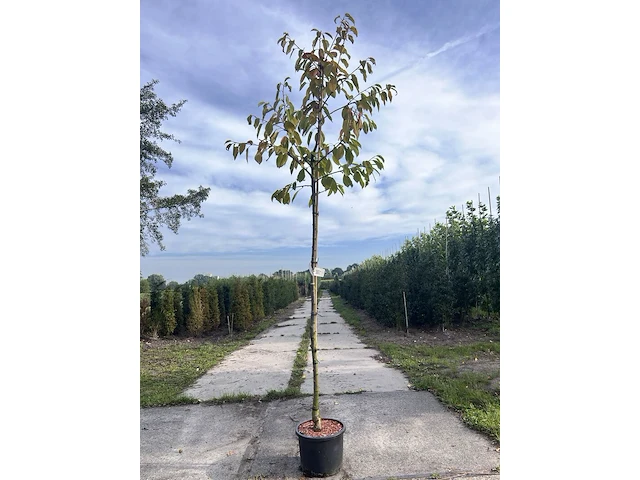 5x kersenboom, prunus 'kordia', fruitgaardboom, vruchtdragend, ca. 3 m hoog - afbeelding 1 van  2