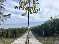 5x kersenboom, prunus 'kordia', fruitgaardboom, vruchtdragend, ca. 3 m hoog