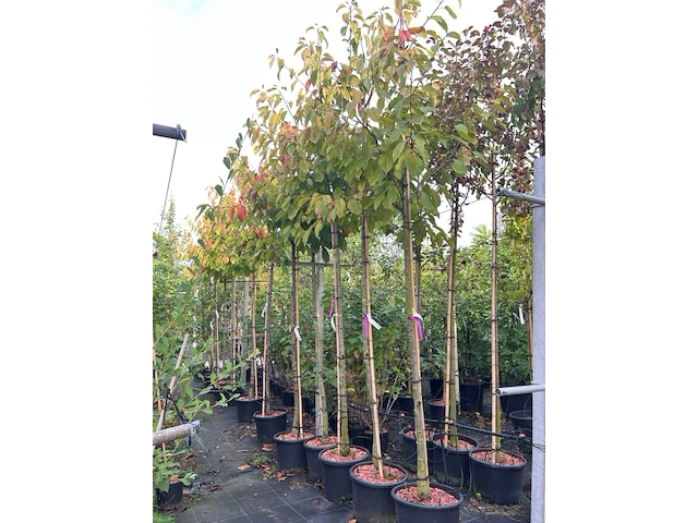 5x kersenboom, prunus 'kordia', fruitgaardboom, vruchtdragend, ca. 3 m hoog - afbeelding 2 van  2