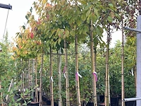 5x kersenboom, prunus 'kordia', fruitgaardboom, vruchtdragend, ca. 3 m hoog - afbeelding 2 van  2