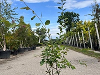 5x krentenboompje, amelancier lamarckii, sierheester, witte bloei, ca. 75-100 cm hoog