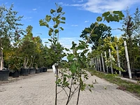 5x krentenboompje, amelancier lamarckii, sierheester, witte bloei, ca. 75-100 cm hoog - afbeelding 4 van  6