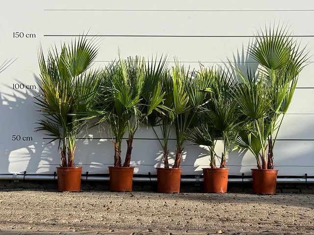 5x mexicaanse waaierpalm meerstammig - washingtonia robusta - hoogte ca. 130 cm - afbeelding 1 van  3