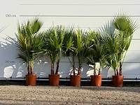 5x mexicaanse waaierpalm meerstammig - washingtonia robusta - hoogte ca. 130 cm