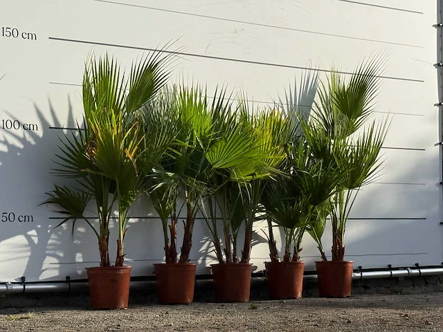 5x mexicaanse waaierpalm meerstammig - washingtonia robusta - hoogte ca. 130 cm - afbeelding 2 van  3
