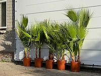 5x mexicaanse waaierpalm meerstammig - washingtonia robusta - hoogte ca. 130 cm - afbeelding 3 van  3