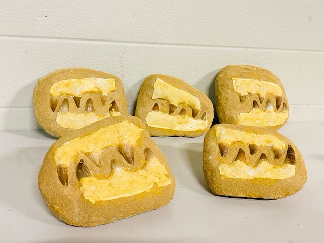 5x mosasaurus fossielen - afbeelding 1 van  8