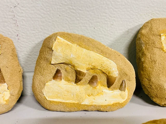 5x mosasaurus fossielen - afbeelding 4 van  8