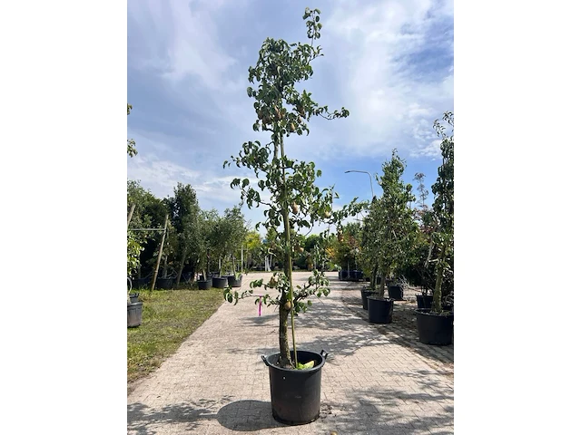 5x perenboom, pyrus 'conference', e.a., fruitgaardboom, vruchtdragend, ca. 2.5-3.5 m hoog - afbeelding 1 van  7