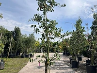 5x perenboom, pyrus 'conference', e.a., fruitgaardboom, vruchtdragend, ca. 2.5-3.5 m hoog