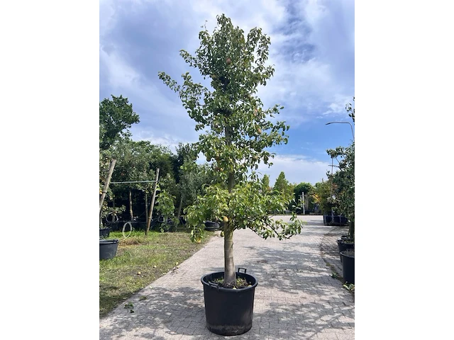 5x perenboom, pyrus 'conference', e.a., fruitgaardboom, vruchtdragend, ca. 2.5-3.5 m hoog - afbeelding 2 van  7
