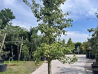 5x perenboom, pyrus 'conference', e.a., fruitgaardboom, vruchtdragend, ca. 2.5-3.5 m hoog - afbeelding 2 van  7