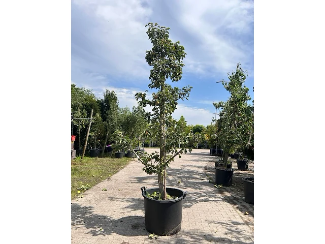 5x perenboom, pyrus 'conference', e.a., fruitgaardboom, vruchtdragend, ca. 2.5-3.5 m hoog - afbeelding 3 van  7
