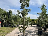 5x perenboom, pyrus 'conference', e.a., fruitgaardboom, vruchtdragend, ca. 2.5-3.5 m hoog - afbeelding 3 van  7