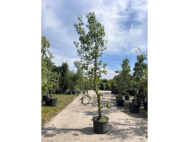 5x perenboom, pyrus 'conference', e.a., fruitgaardboom, vruchtdragend, ca. 2.5-3.5 m hoog - afbeelding 5 van  7