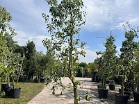 5x perenboom, pyrus 'conference', e.a., fruitgaardboom, vruchtdragend, ca. 2.5-3.5 m hoog - afbeelding 5 van  7