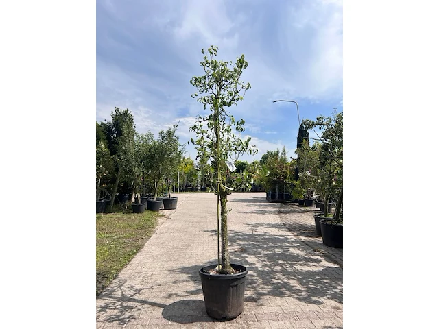 5x perenboom, pyrus 'conference', e.a., fruitgaardboom, vruchtdragend, ca. 2.5-3.5 m hoog - afbeelding 6 van  7