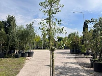 5x perenboom, pyrus 'conference', e.a., fruitgaardboom, vruchtdragend, ca. 2.5-3.5 m hoog - afbeelding 6 van  7