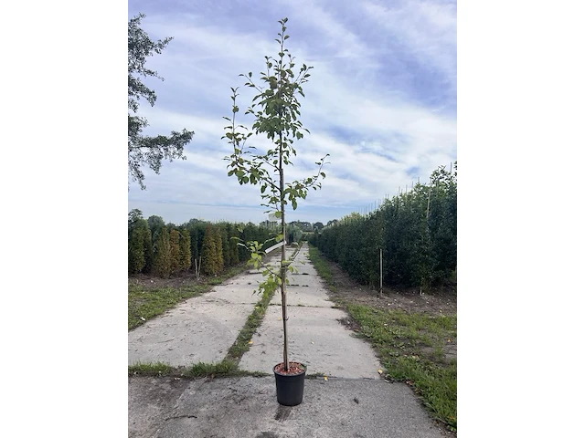 5x perenboom, pyrus 'saint rémy', fruitgaardboom, vruchtdragend, ca. 3 m hoog - afbeelding 1 van  3