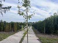5x perenboom, pyrus 'saint rémy', fruitgaardboom, vruchtdragend, ca. 3 m hoog