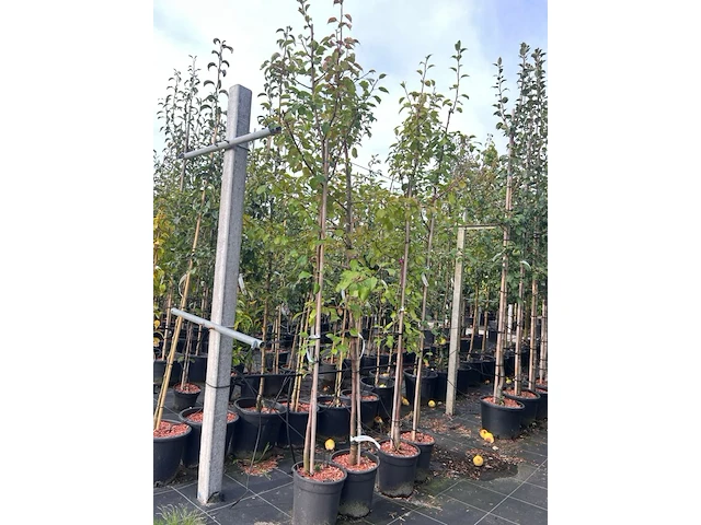 5x perenboom, pyrus 'saint rémy', fruitgaardboom, vruchtdragend, ca. 3 m hoog - afbeelding 2 van  3