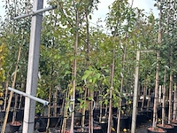 5x perenboom, pyrus 'saint rémy', fruitgaardboom, vruchtdragend, ca. 3 m hoog - afbeelding 2 van  3