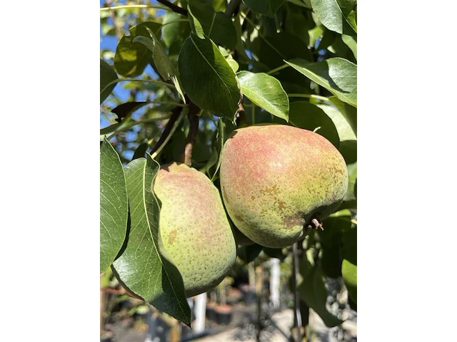 5x perenboom, pyrus 'saint rémy', fruitgaardboom, vruchtdragend, ca. 3 m hoog - afbeelding 3 van  3