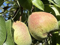5x perenboom, pyrus 'saint rémy', fruitgaardboom, vruchtdragend, ca. 3 m hoog - afbeelding 3 van  3