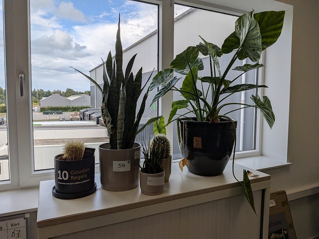 5x plant in pot - afbeelding 1 van  4