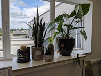 5x plant in pot - afbeelding 1 van  4