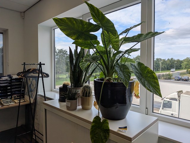 5x plant in pot - afbeelding 2 van  4