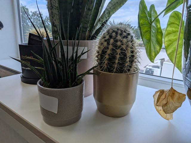 5x plant in pot - afbeelding 3 van  4